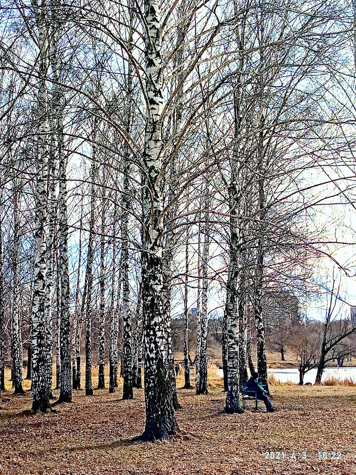 Березы на берегу,весна