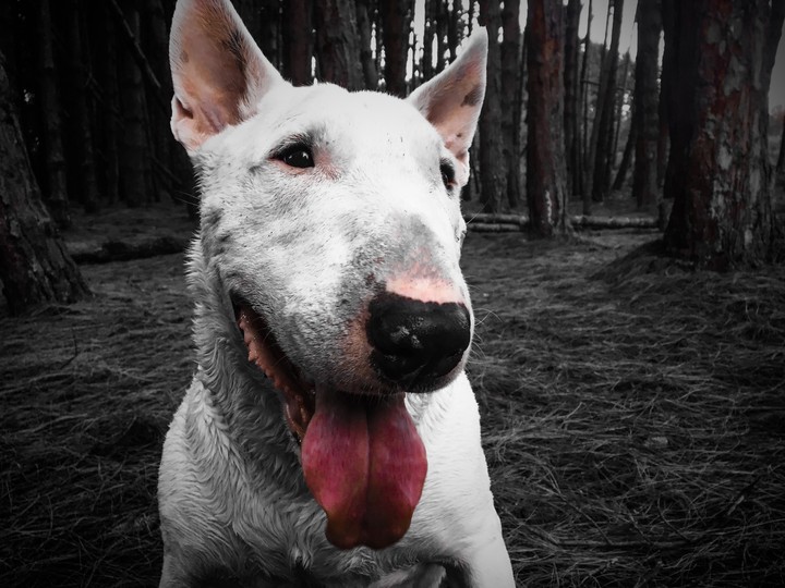 Beautiful Dog