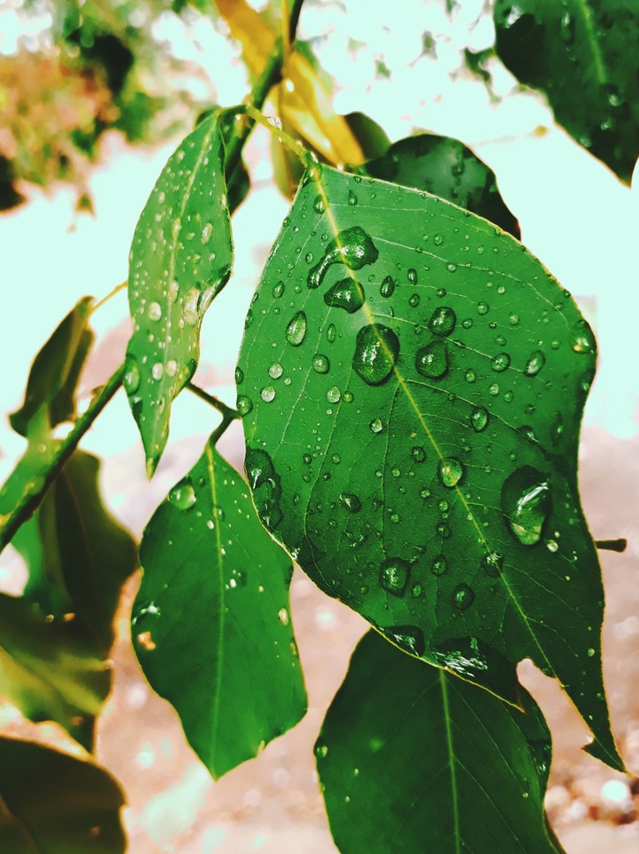 rain drops
