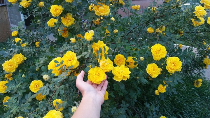 flowers