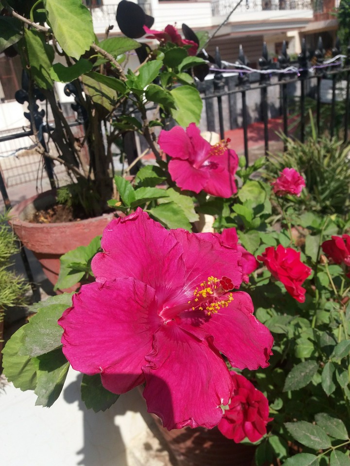 flower
