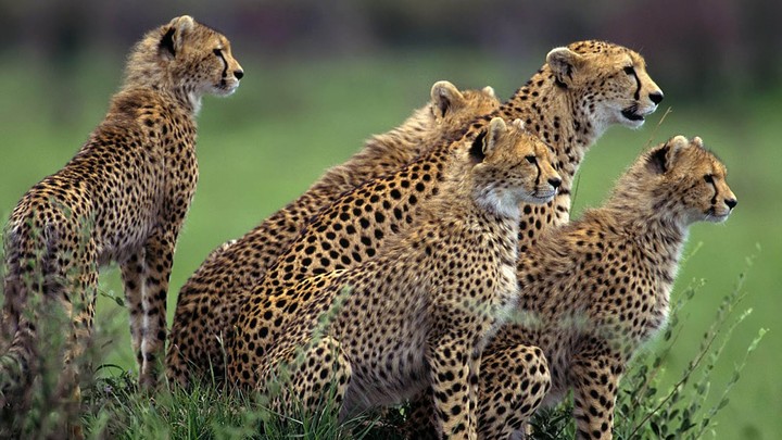 Cheetahs' family