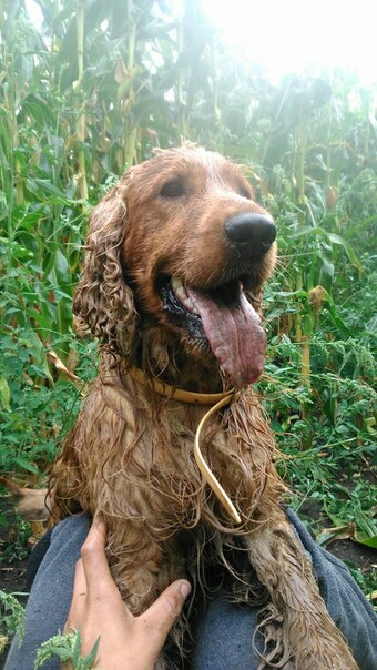 wet dog