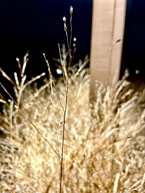 papéis de parede sunlight, branch