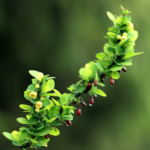 Barberry. Flowers and fruits