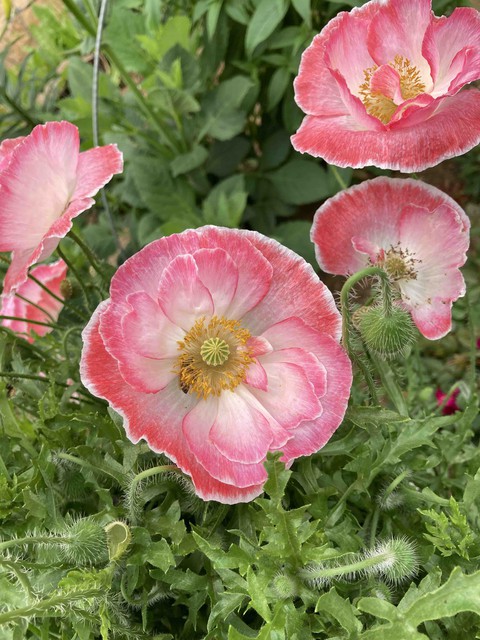 Opium Poppy
