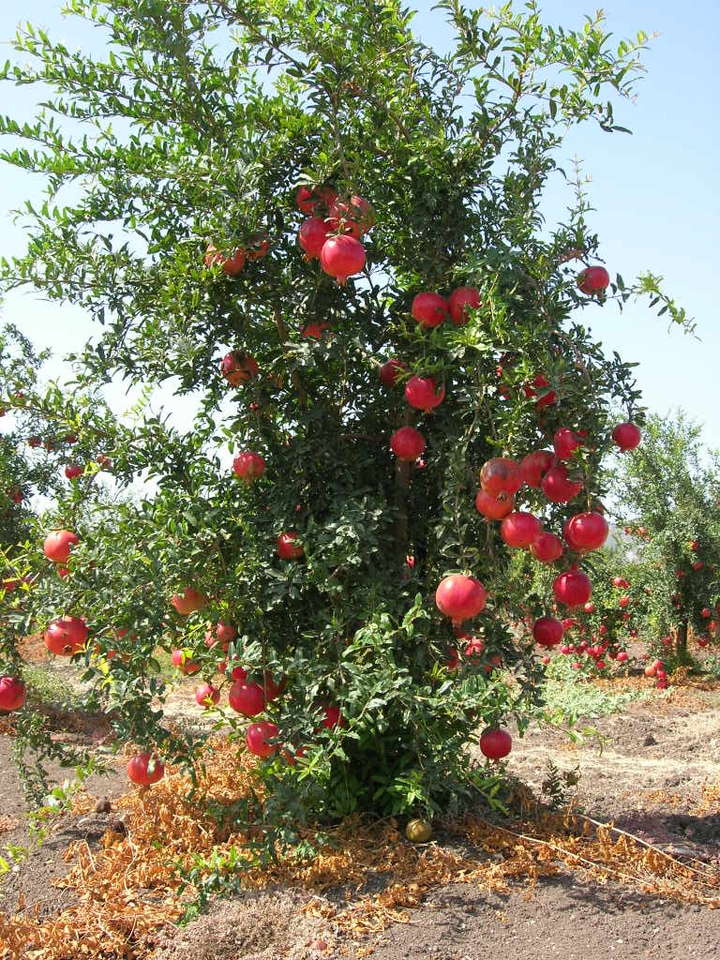Efrîn a min Tû hertim şêrinî