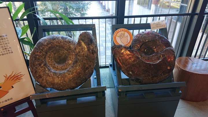 Ammonites