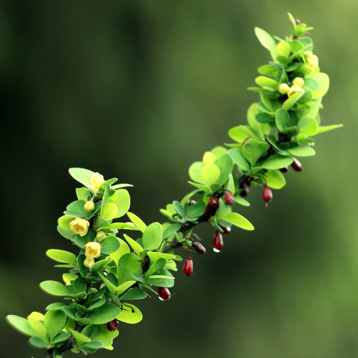 Barberry. Flowers and fruits