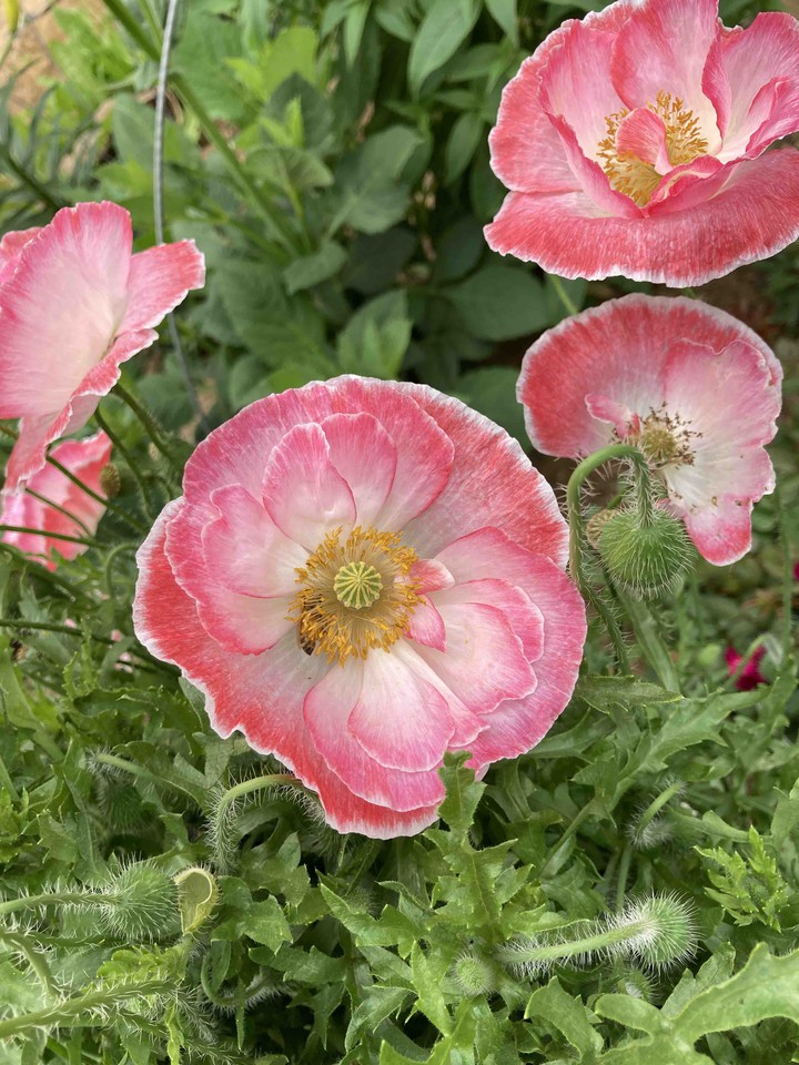 Opium Poppy