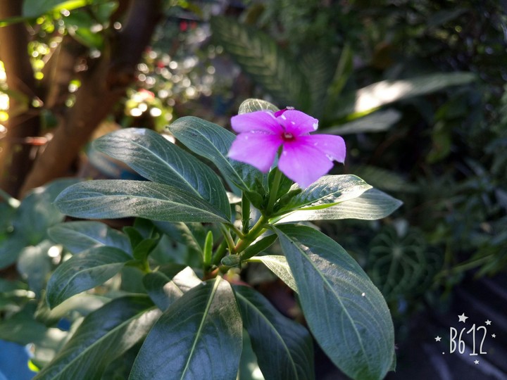 flor