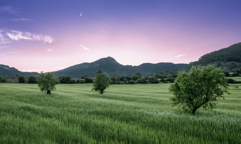Field