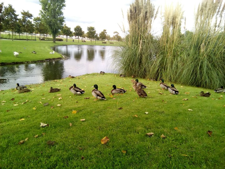 Marinha Grande duck part. 2