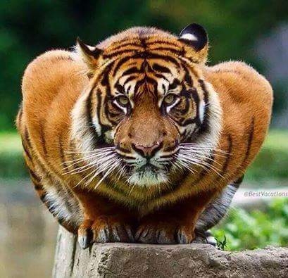Sher Khan