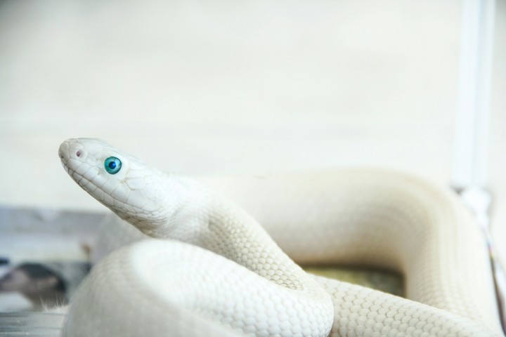 blue eyes