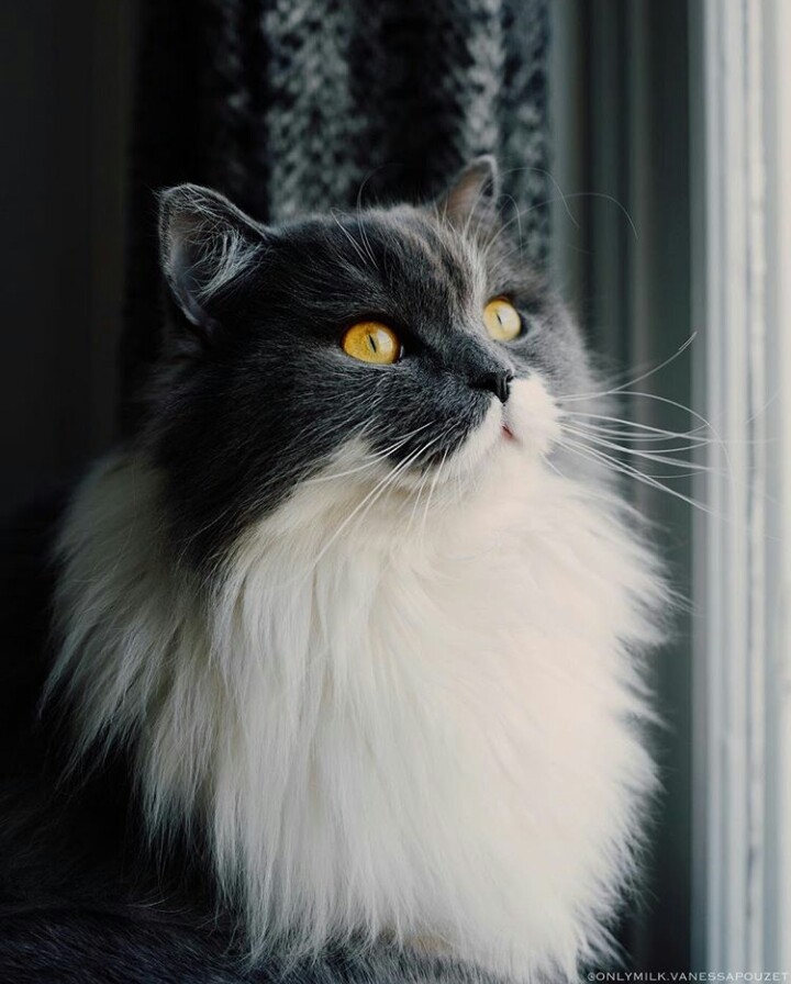 кот