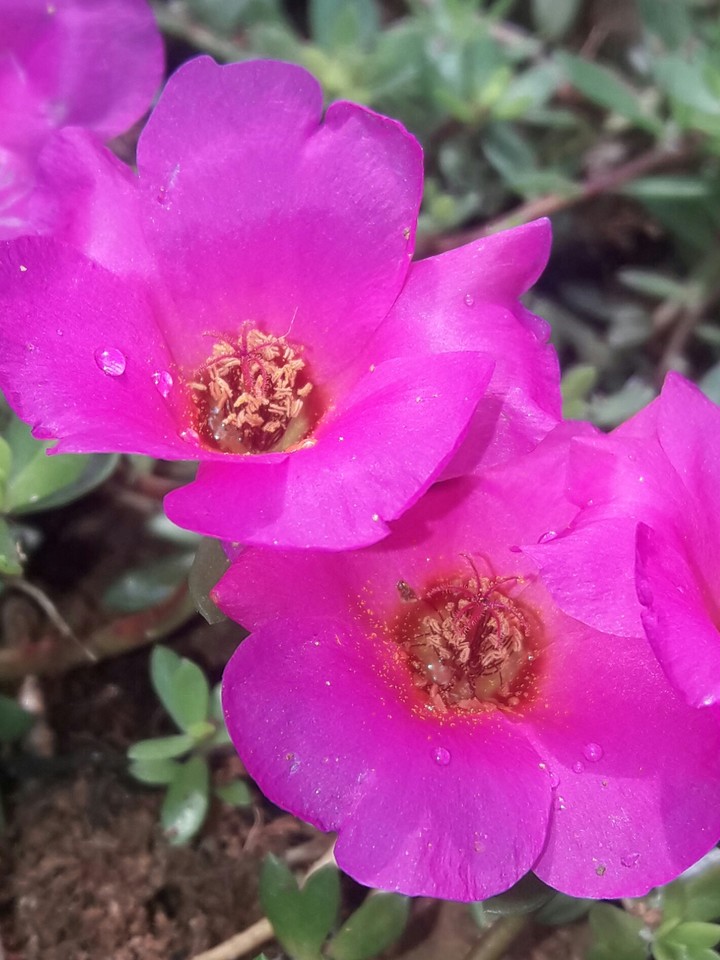 flower