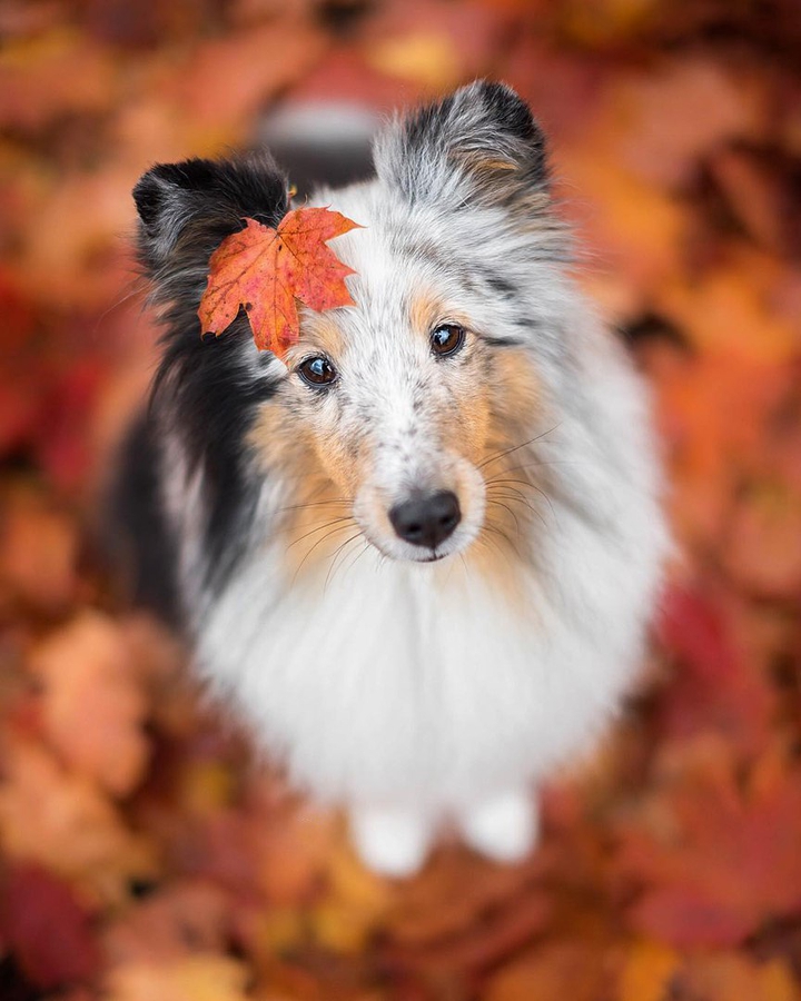 Dog and leaf