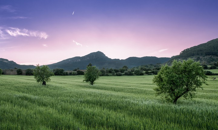 Field