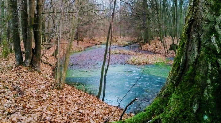 лес