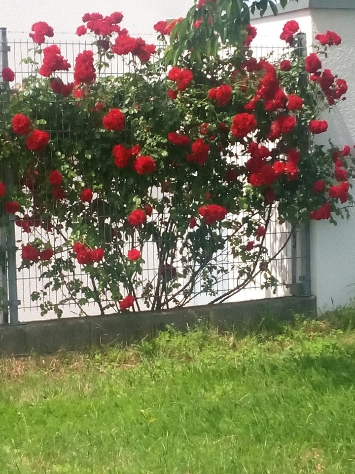 Rosen
