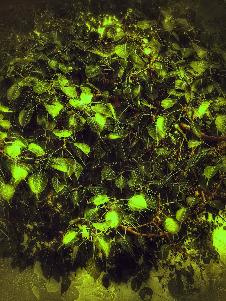 Leaves❤️
