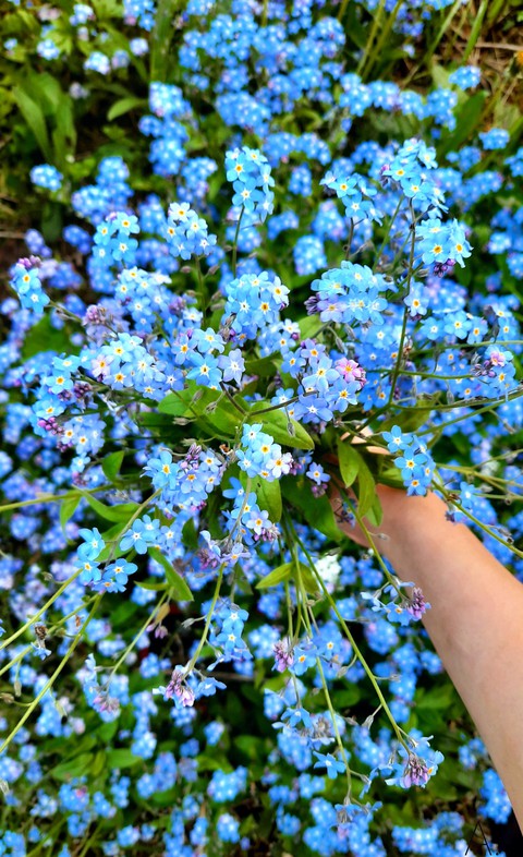 Forget-me-nots