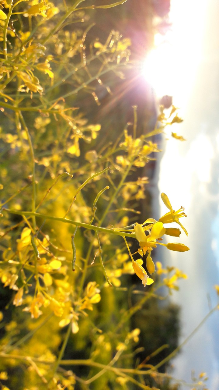 Sun flower