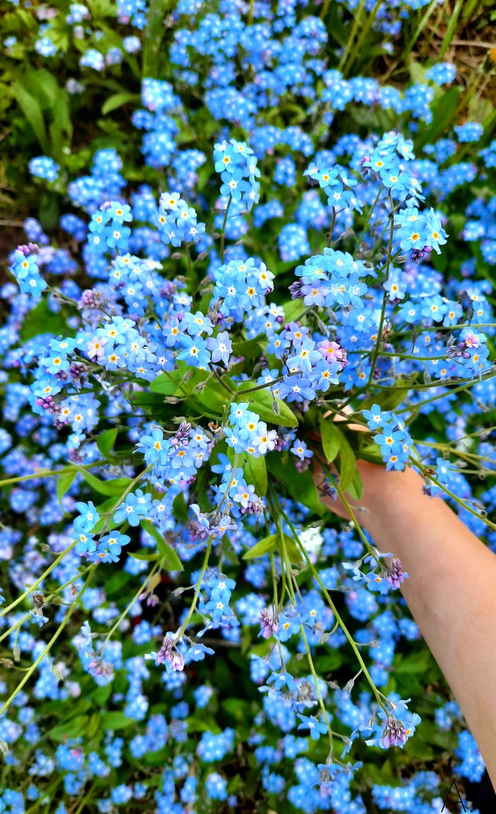 Forget-me-nots