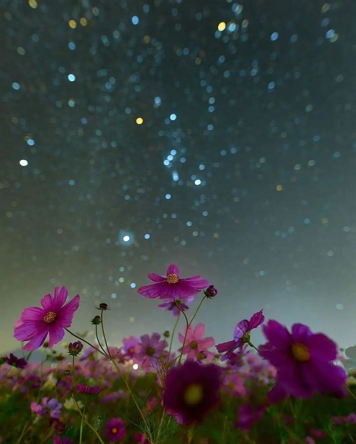 ♪~°•✦•°❀°•✦•°❀°•✦•°❀°•✦•°~♪