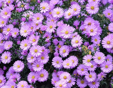 closeup, purple Hintergrundbilder