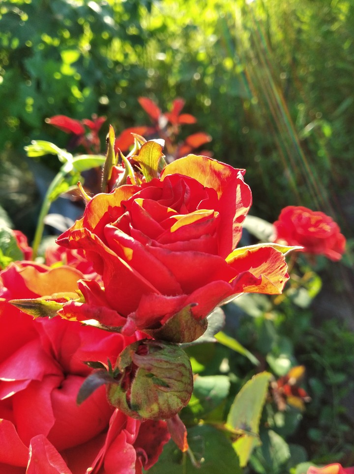 roses
