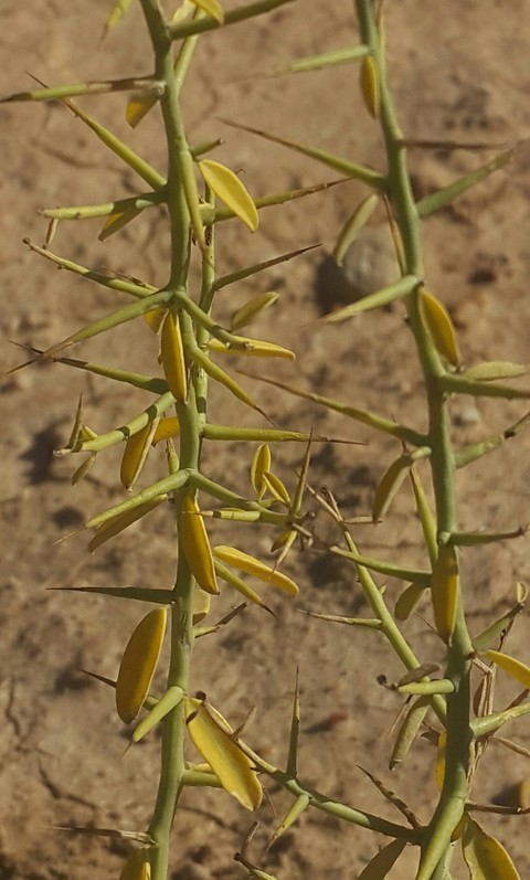 گل خار