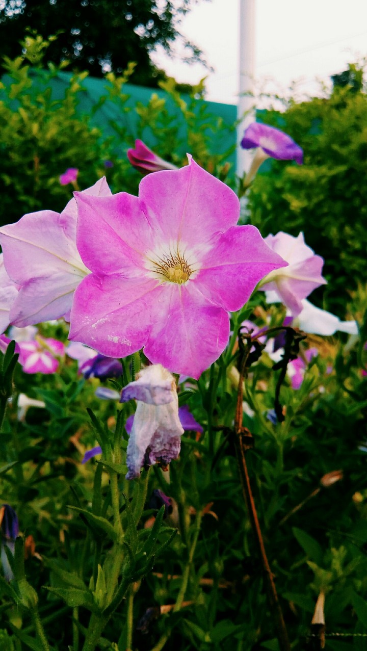 flower