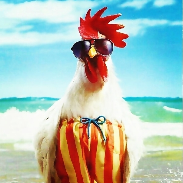 cock