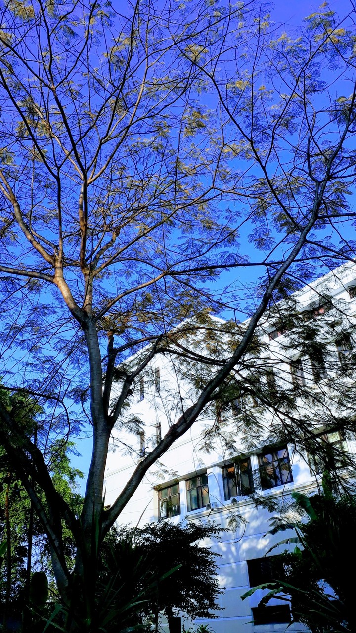 tree? sky? or building?