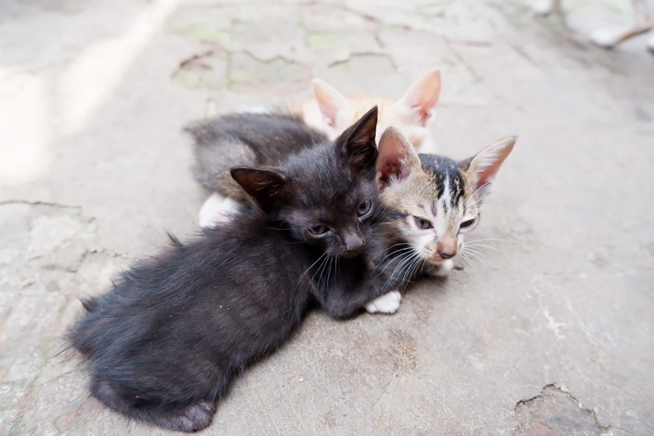 A little cats