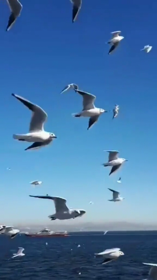 Martılar