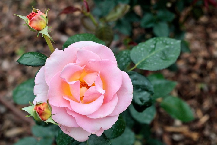 rose 4