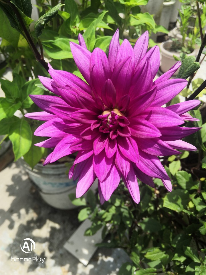 Dalia 3