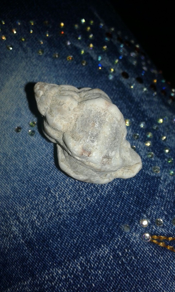seashell 