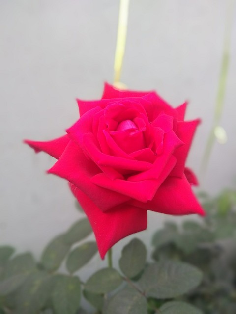 #Beautiful rose