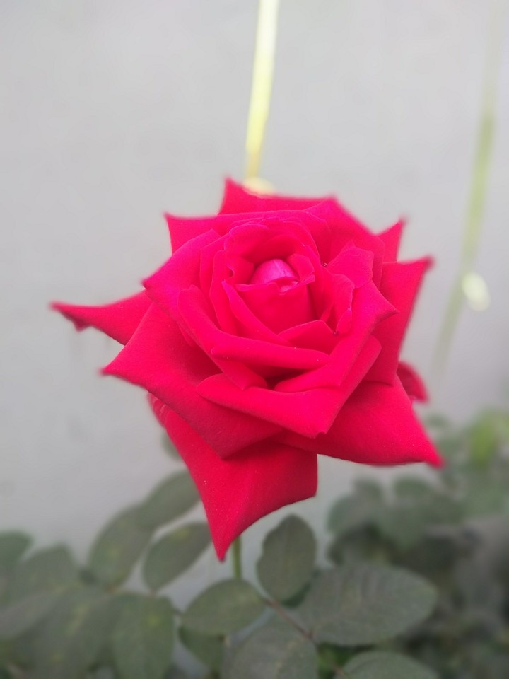 #Beautiful rose