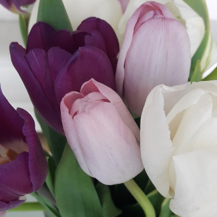 Tulips