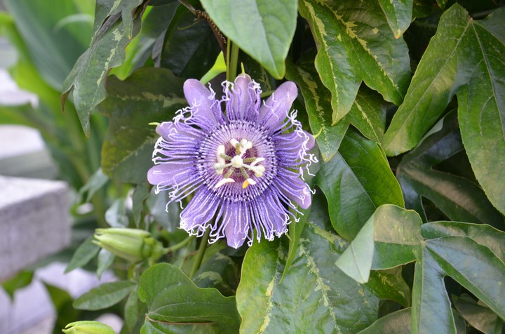 Passion flower