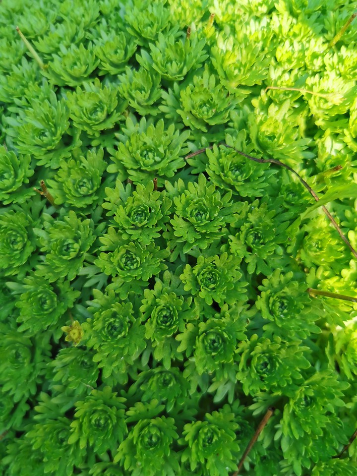 GREEEEEEN