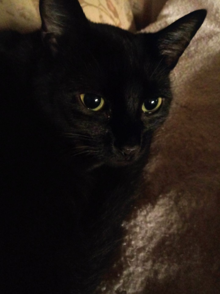 my cat