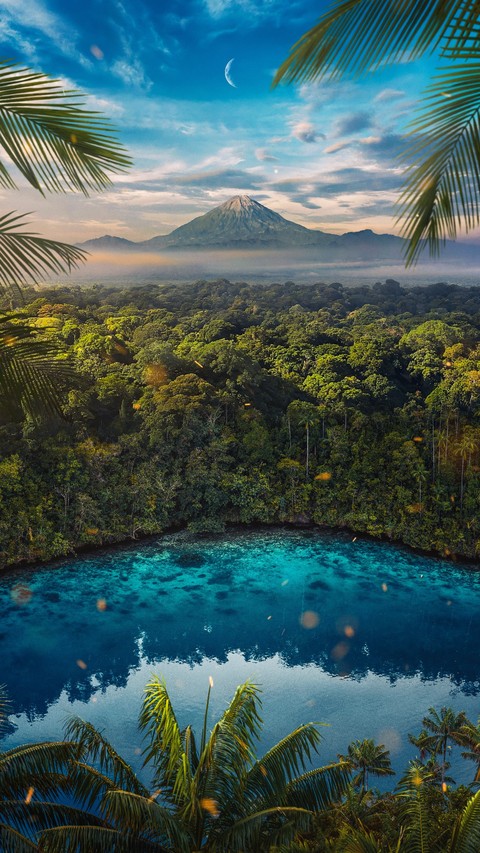 tropics, wetland壁纸