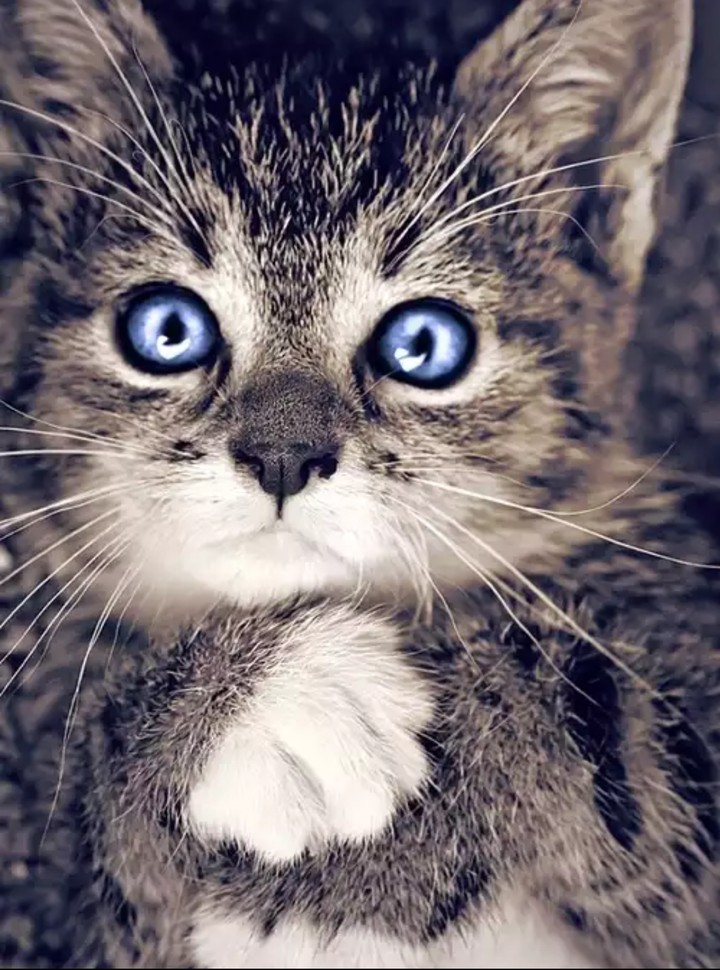 cute kitty