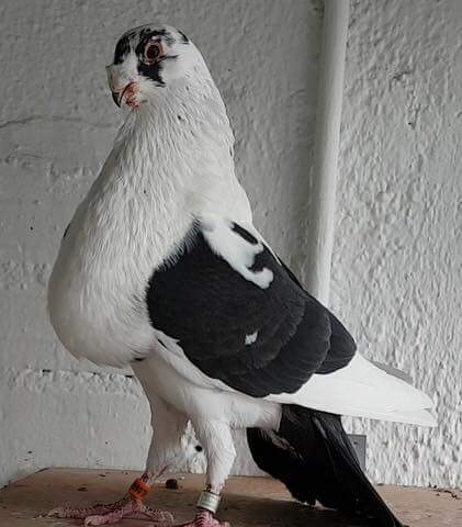 pigeons beautiful